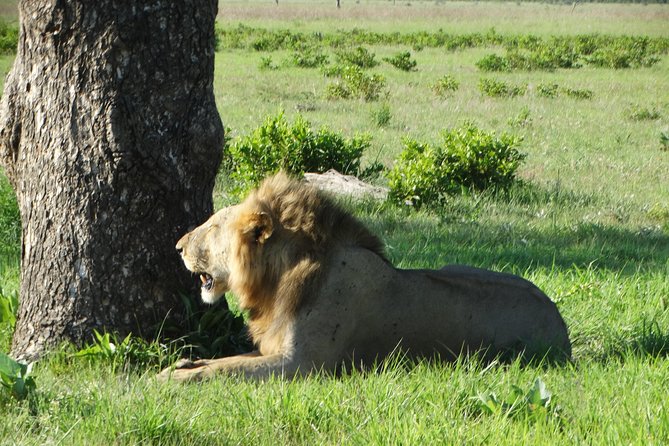 3 Days Safari to Mikumi NP - Accommodation Inside the Park - Highlights