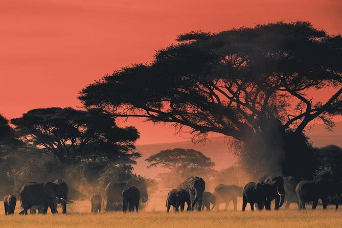 4-Day Fascinating Camping Safari in Tanzania - Pickup and Logistics