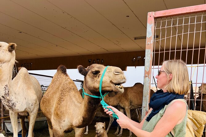 8 Hours Al Ain City Tour Without Lunch - Attractions Included