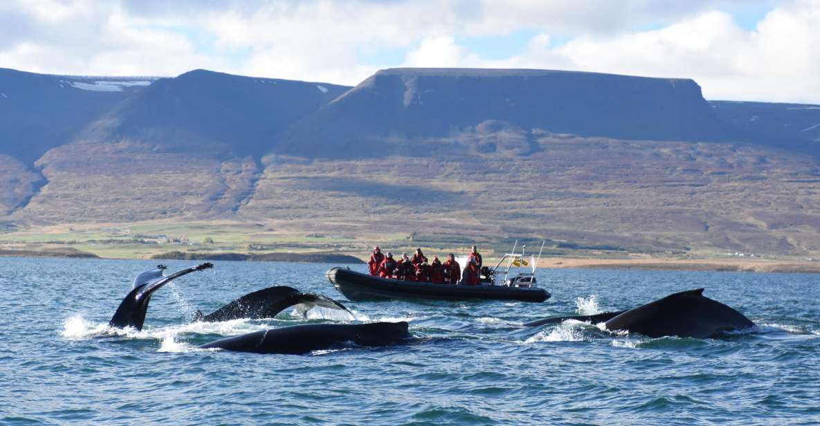 Akureyri: 2–Hour Whale Watching Express by RIB Speedboat - Highlights of the Experience