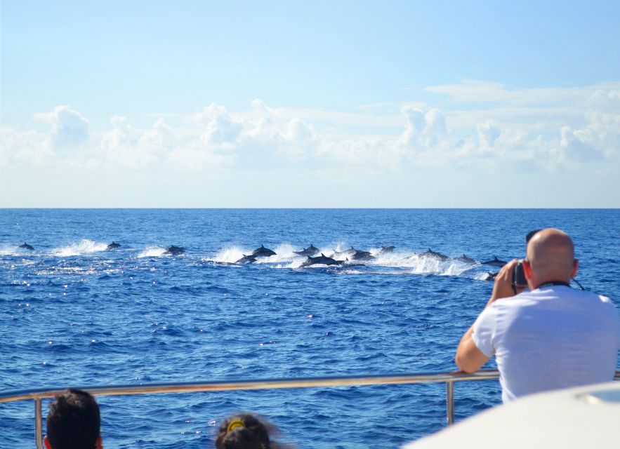 All Inclusive Whale and Dolphin Watching Luxury Tour - Catamaran Boarding