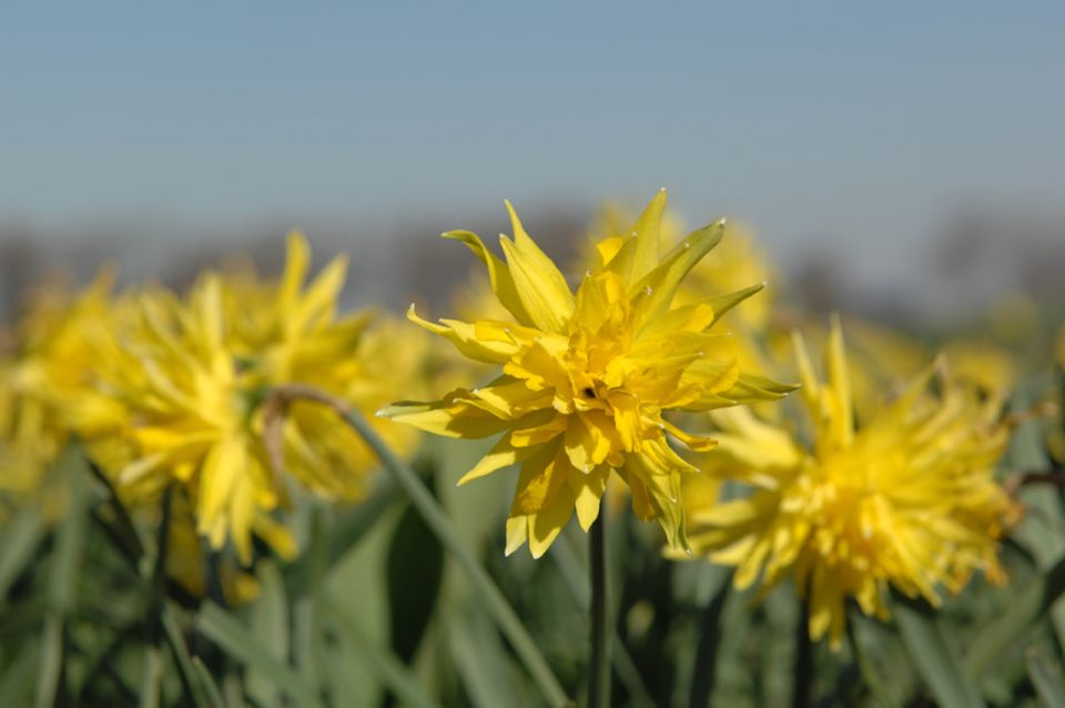 Amsterdam: Half-Day Flower Fields and Keukenhof Bicycle Tour - Itinerary Details