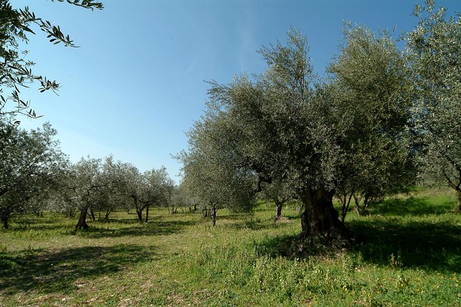 Apprentice Olive Oil Taster for a Day! - Inclusions