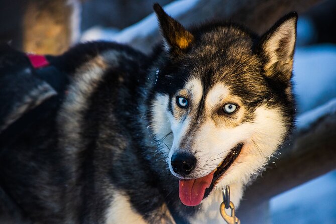 Arctic Animals Combo Safari, Reindeer and Husky Adventure - Reindeer Sleigh Driving Experience