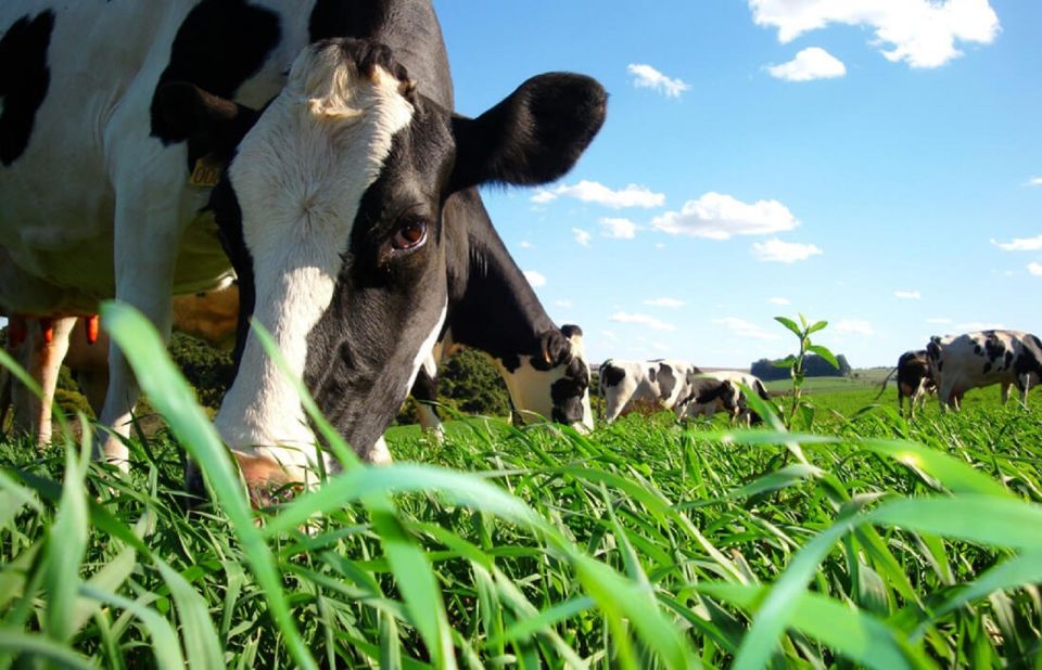 Azores: Day at the Farm With Outdoor Traditional Lunch - Guided Interaction With Veal Calves