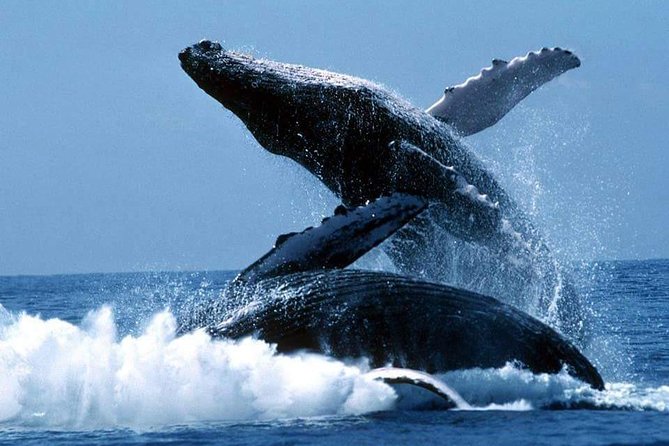 Bacardi Whales Whatching Experience-Day Trip - Inclusions and Whats Provided