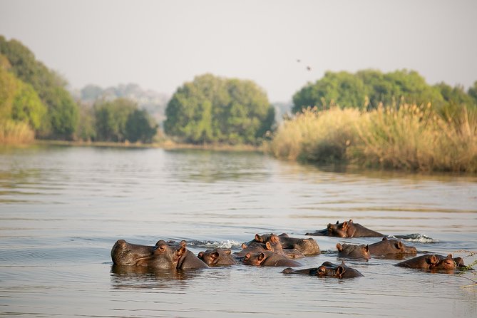 Birdwatching Cruise in Zambezi River With Breakfast - Spotting Rare Bird Species