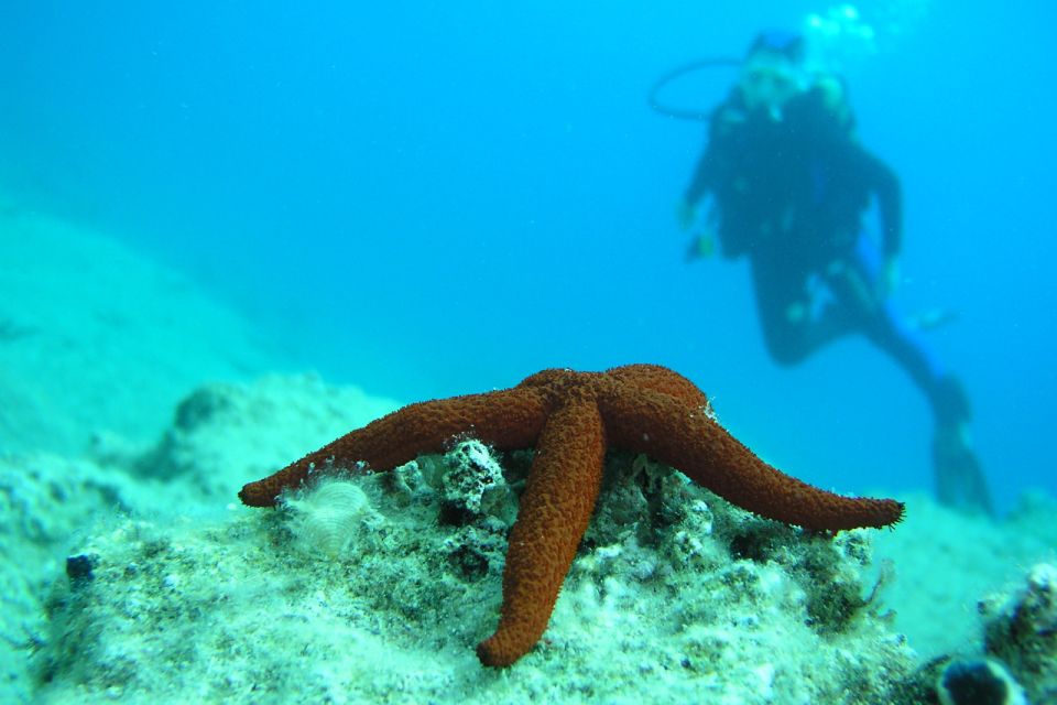 Bodrum: Full-Day Scuba Diving Tour - Dive Sites