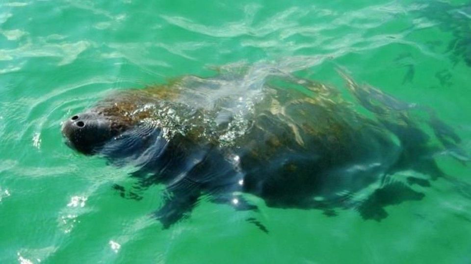 Bradenton: Anna Maria Island Guided Kayaking Manatee Tour - Experience Highlights