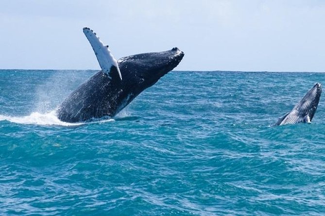 Cayo Levantado Whales Fun Day Experience From Punta Cana - Whale Watching Highlights