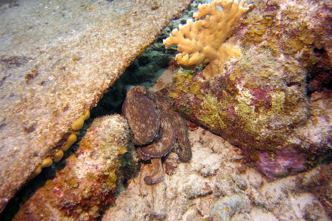 Certified Scuba Diving in Curacao - Discovering Coral Reefs and Marie Pampoen