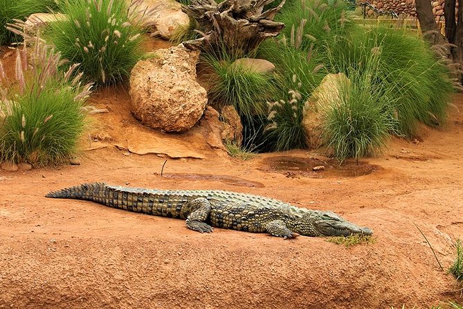 Crocoparc Tour in Agadir - Wildlife Attractions