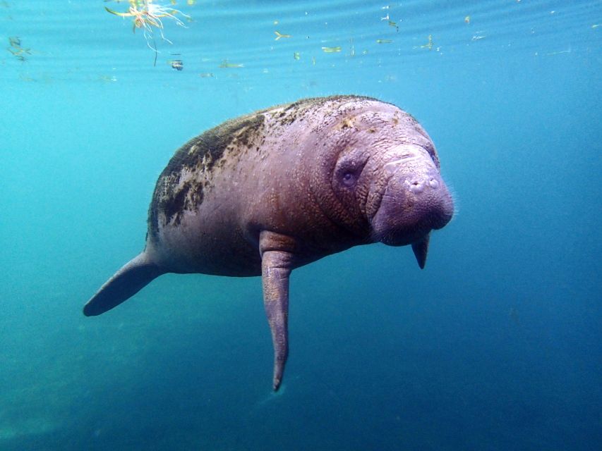 Crystal River: Snorkel With Manatees & Dolphin Airboat Trip - Homosassa River Airboat Adventure