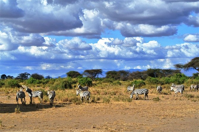 Day Trip - Tsavo East National Park ( Man Eater Lions of Tsavo & Other Big Five) - Viewing the Man Eater Lions