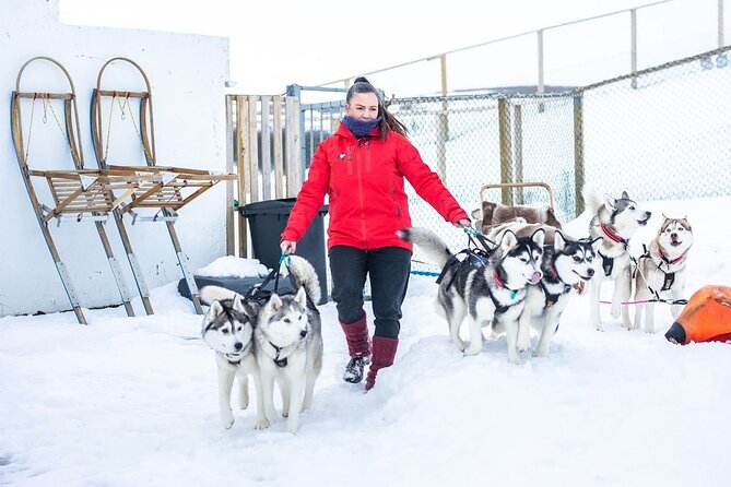 Dogsledding, Near Akureyri - Whats Included