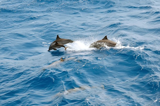 Dolphin House Royal VIP Special Day Snorkeling Sea Trip With Lunch - Hurghada - Inclusions and Exclusions