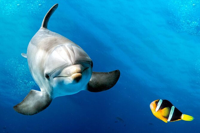 Dolphin House Sea Trip Snorkeling Water Sports and Lunch-Hurghada - Inclusions and Exclusions