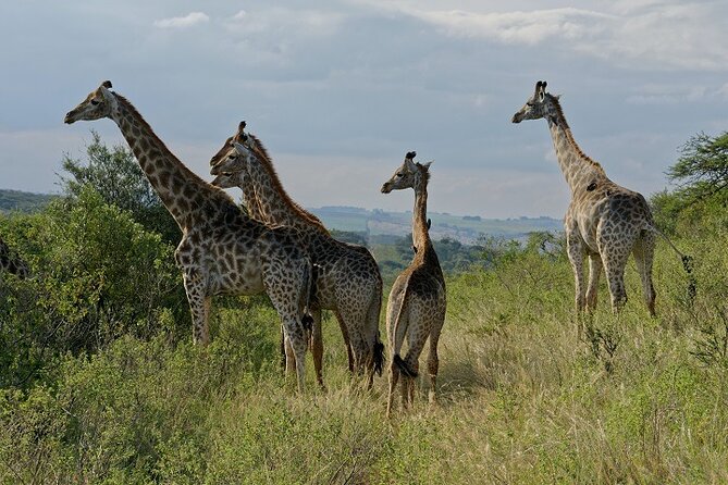 Durban Shore Excursion: Private Small Group Tala Game Reserve - Excursion Duration