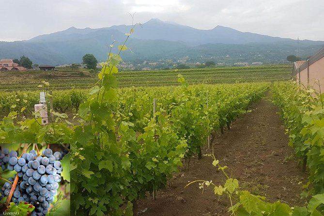 Etna Trekking and Wine Tasting - Exploring Extinct Craters