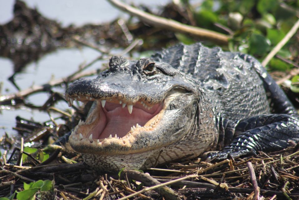 Everglades Day Safari From Sanibel, Fort Myers & Naples - Exploring the Everglades