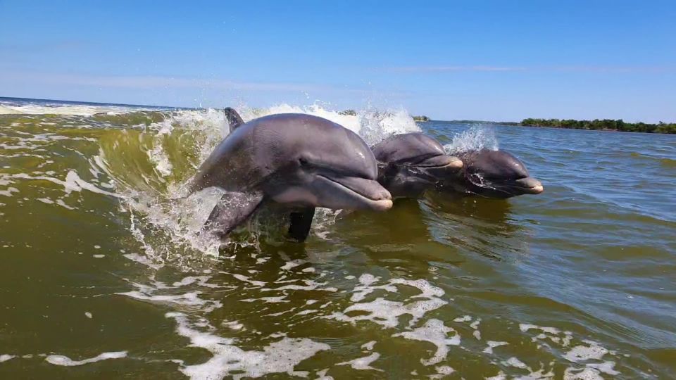 Everglades National Park: Motorboat Eco Tour - Highlights of the Tour