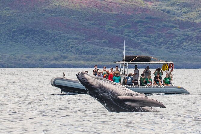 Eye-Level Whale Watching Eco-Raft Tour From Lahaina, Maui - Intimate Whale Watching Experience