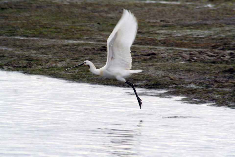 Faro: Eco-Friendly Ria Formosa Bird Watching in Solar Boat - Experience Highlights