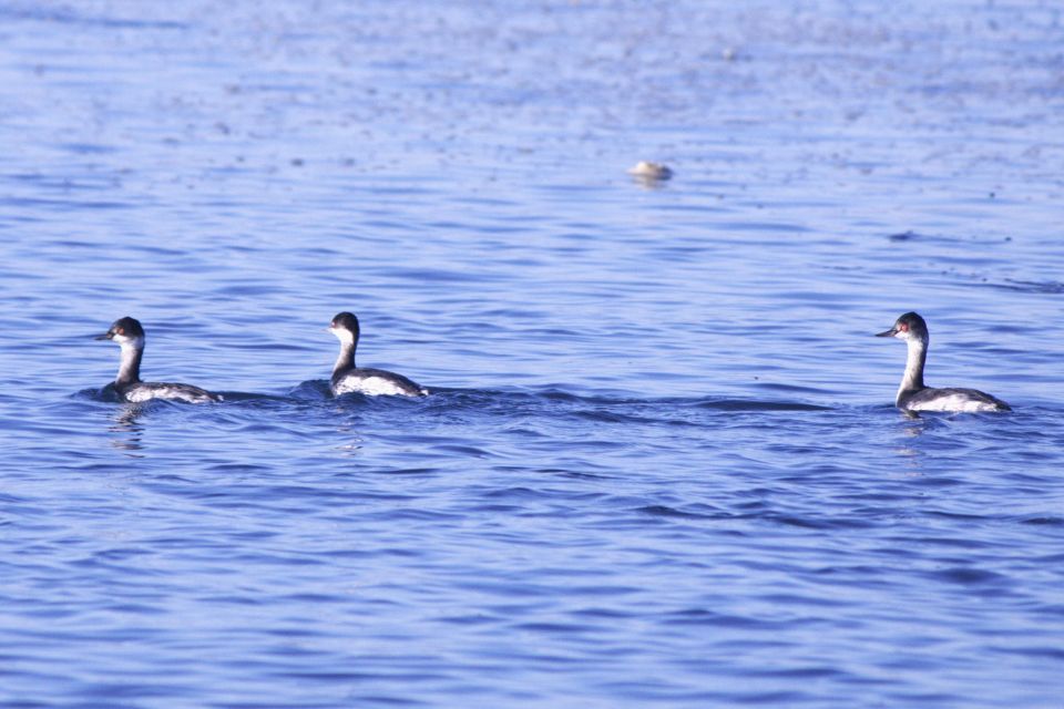 Faro: Royal Pudding Real Boat Tours 6h Ria Formosa Boat Tour - Included Services