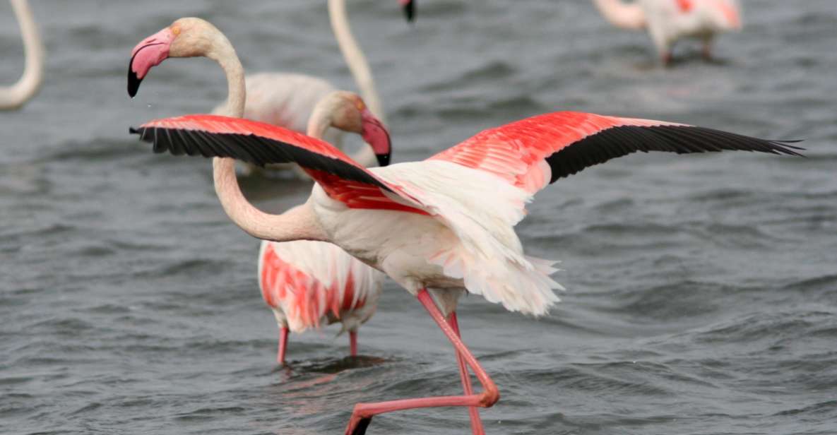 From Avignon: Camargue Tour With Pont De Gau Bird Park Entry - Highlights of the Tour