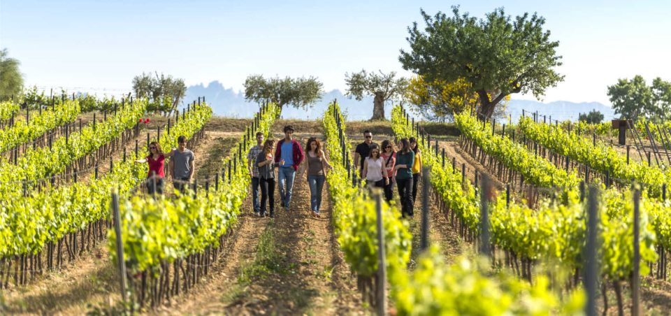 From Barcelona: El Penedès Hike and Wine Tour - Experience Highlights