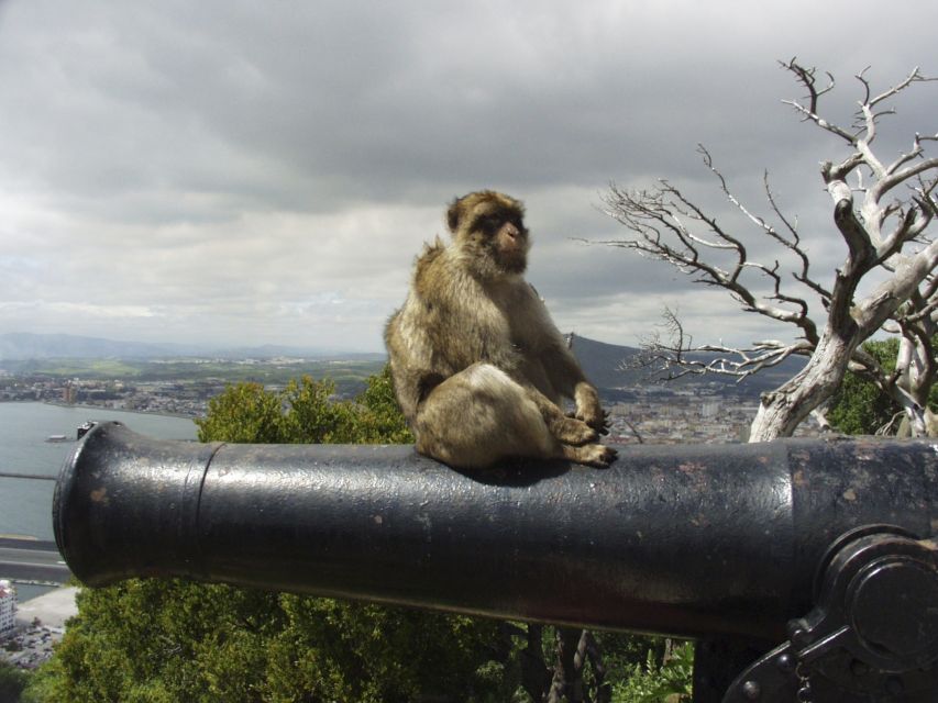 From Costa Del Sol: Day Trip to Gibraltar With Guided Tour - Itinerary and Experience