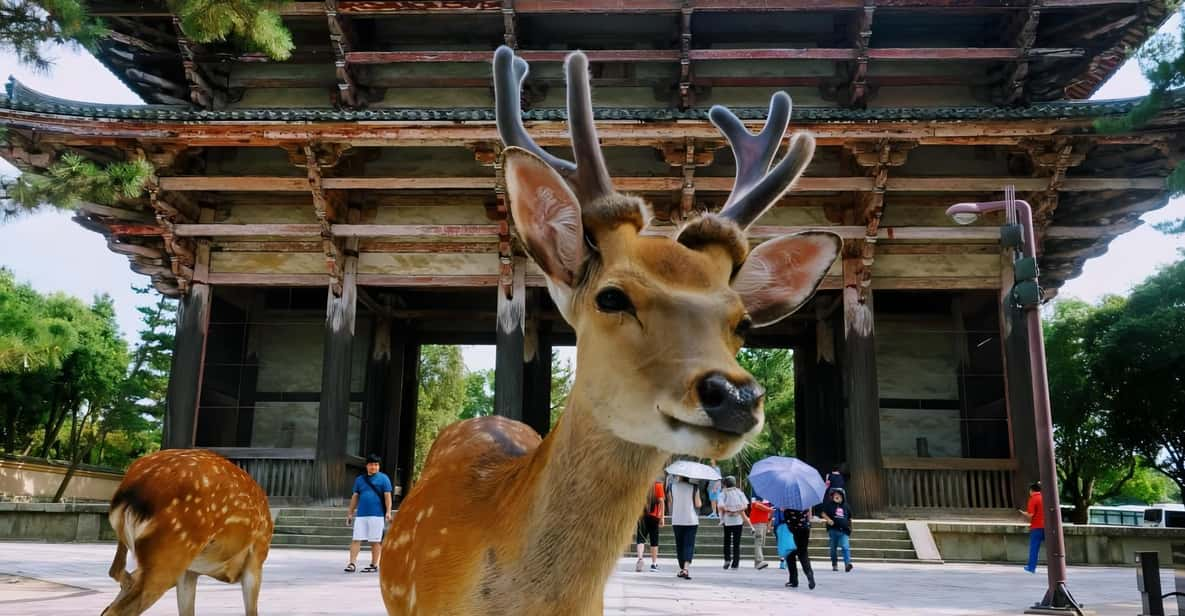 From Osaka: Kyoto and Nara Day Tour With Deer Sightings - Itinerary Highlights