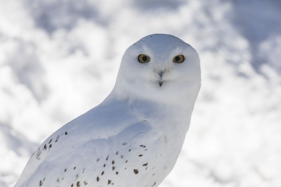 From Rovaniemi: Ranua Wildlife Park Experience - Discovering Arctic Animals