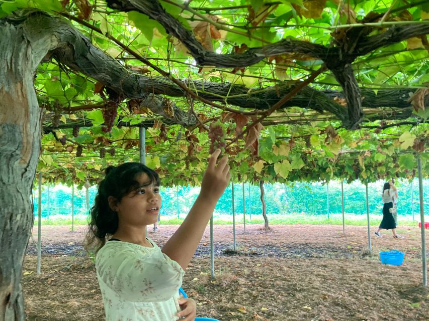 From Shinjuku: Mt. Fuji Panoramic Ropeway and Fruit Picking - Tour Inclusions