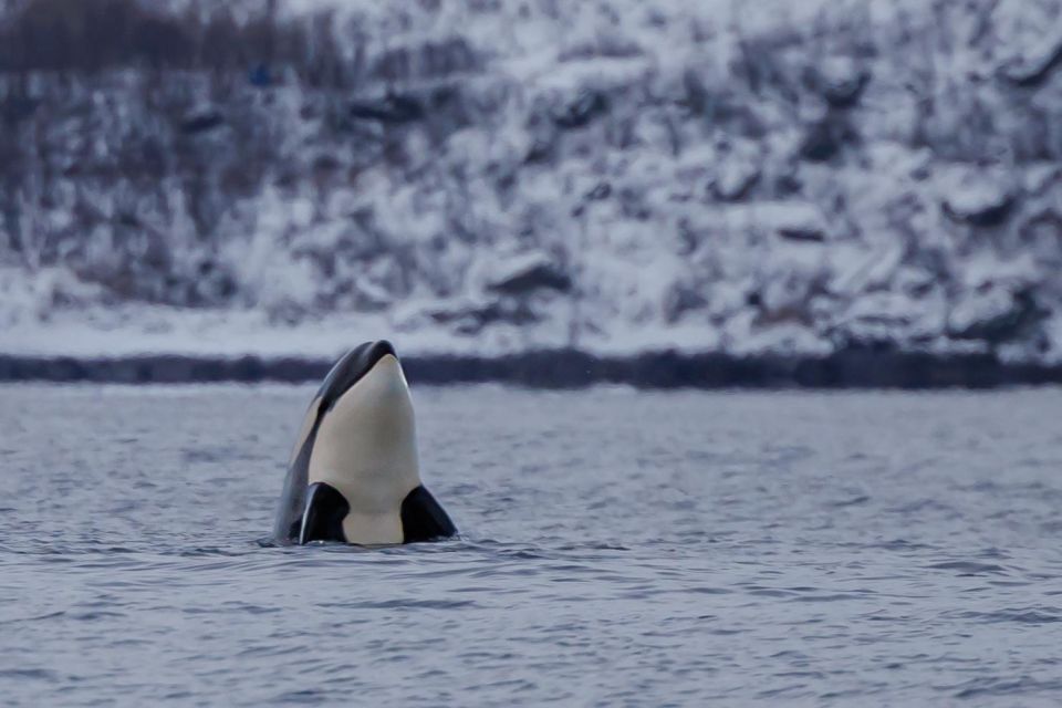 From Skjervøy: Whale Watching in a Heated Cabin Cruiser - Highlights