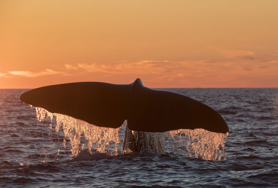 From Svolvaer: Whale Watching Day Trip to Andenes - Transportation