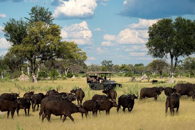 From Victoria Falls: Chobe National Park Small Group Tour - Meeting and Pickup