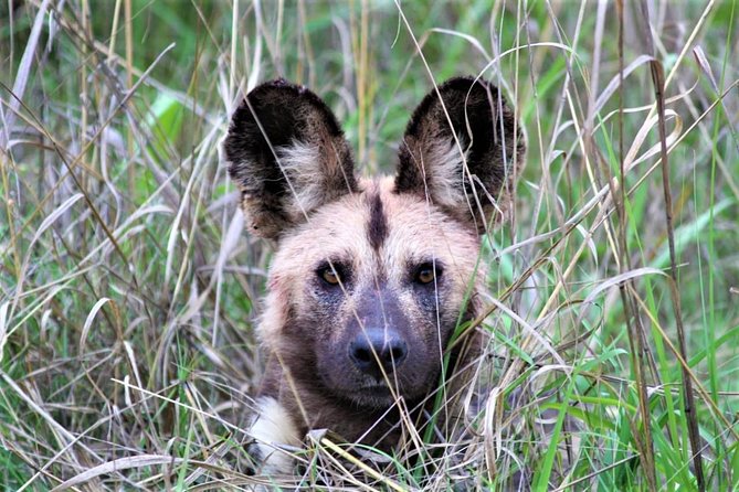 Full-Day Kruger National Park Safari - Pickup Arrangements