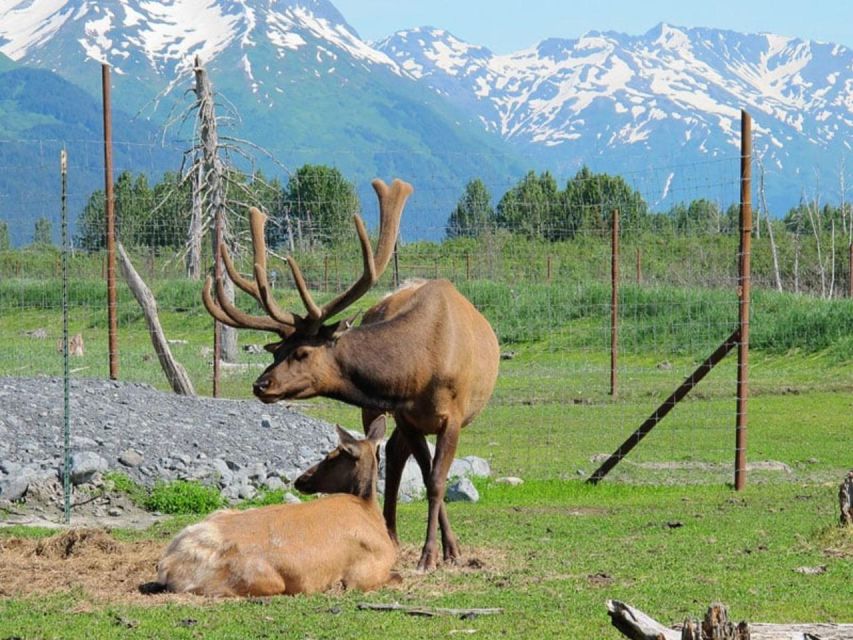 Girdwood: Bears, Trains, & Icebergs Tour - Key Highlights