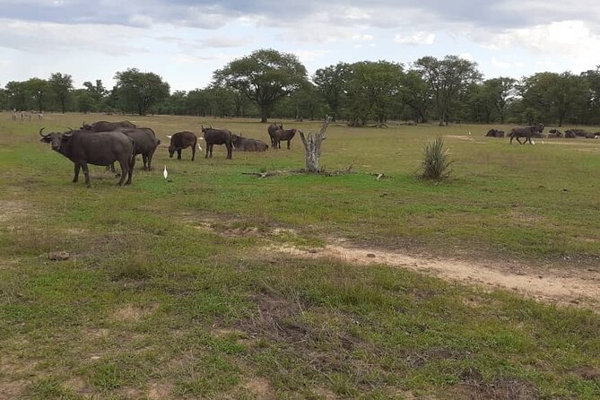 Half-Day Nature Walk in Mosi-Oa-Tunya National Park From Livingstone - Pickup Locations