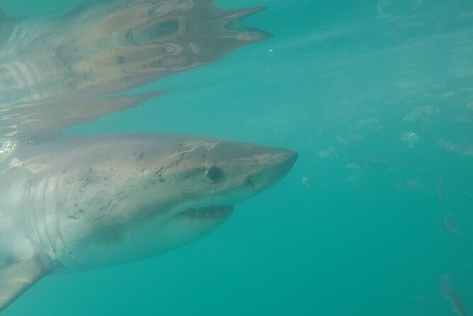 Half-Day White Shark Cage Diving From Gansbaai - Inclusions and Amenities