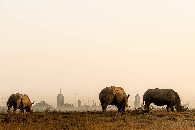 Half Day Wildlife Tour to Nairobi National Park Game Drive With Pickup/Drop off - Inclusions and Exclusions