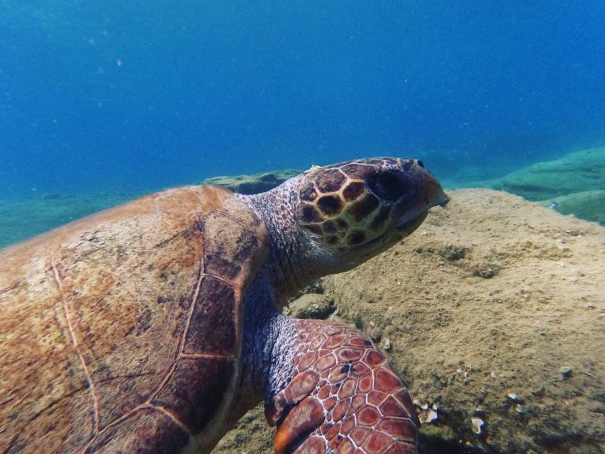 Heraklion: Beginners Intro Dive W/2 Dives With Transfer. - Experience and Highlights