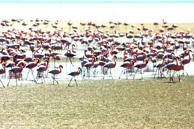 Highlights of Walvis Bay Guided 1/2 Day Tour (Shore Excursion) - Pickup and Meeting