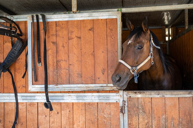 Horseback Riding Tour With Tuscan Picnic in Val Dorcia and Valdichiana - Meeting Point and Pickup