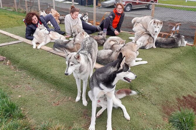 Husky Petting in Akureyri (private) - Additional Information