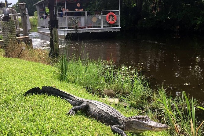 Jean Lafitte 90-Minute Swamp and Bayou Boat Tour - Sighting Diverse Wildlife