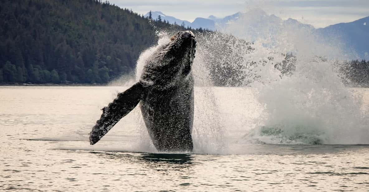 Juneau: Mendenhall Glacier Waterfall & Whale Watching Tour - Tour Details