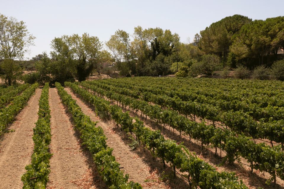 Kefalonia Wine Adventure in 3 Wineries With Tastings - Itinerary Details