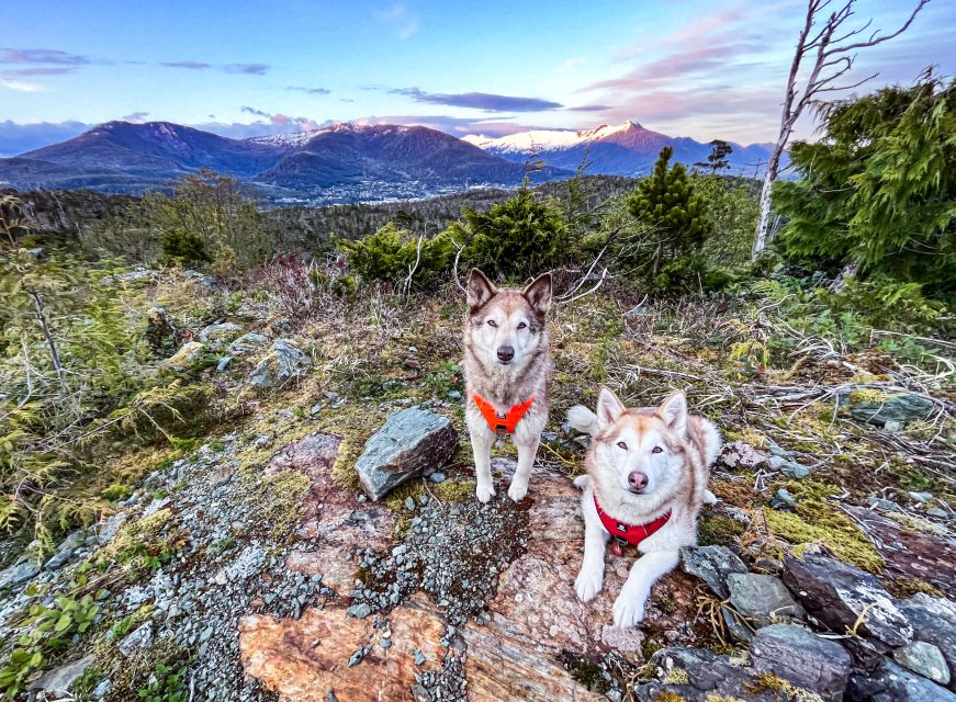 Ketchikan: Husky Walking Tour - Experience Highlights